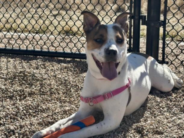 AURORA, Adoptable, Young Female American Bulldog & Mixed Breed.