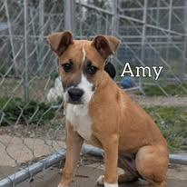 Amy, a ADOPTABLE Shepherd in Hollister, MO image 5/5