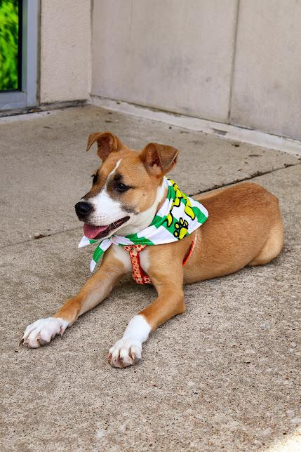 Amy, a ADOPTABLE Shepherd in Hollister, MO image 3/5