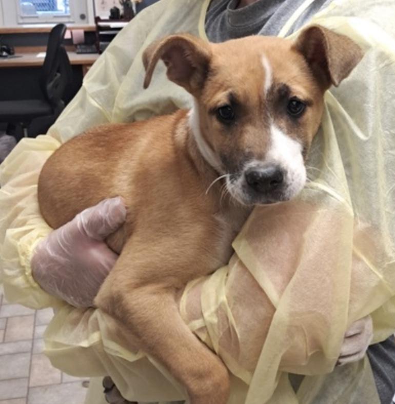 Enlarge Amy, a ADOPTABLE Shepherd in Hollister, MO image 2/2