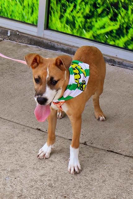 Amy, a ADOPTABLE Shepherd in Hollister, MO image 1/5