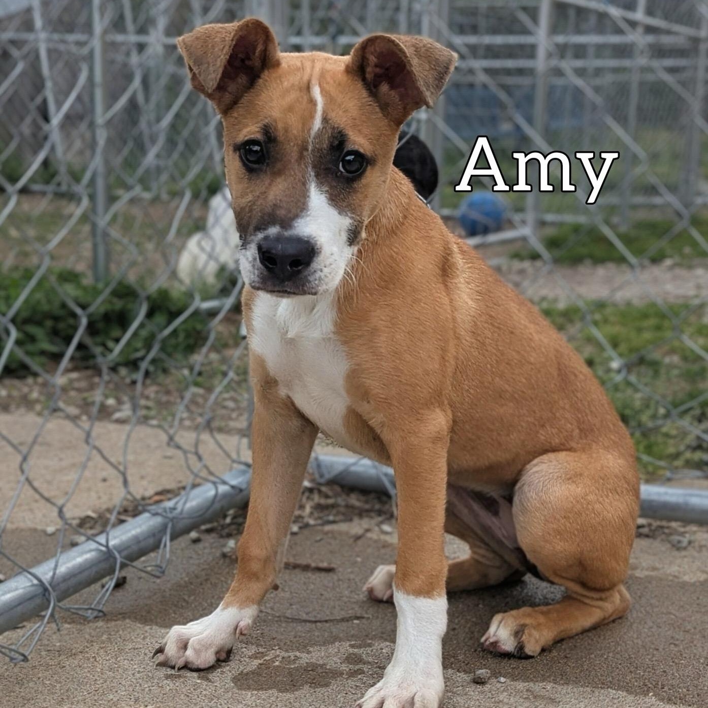 Amy, ADOPTABLE, Puppy Female Shepherd.
