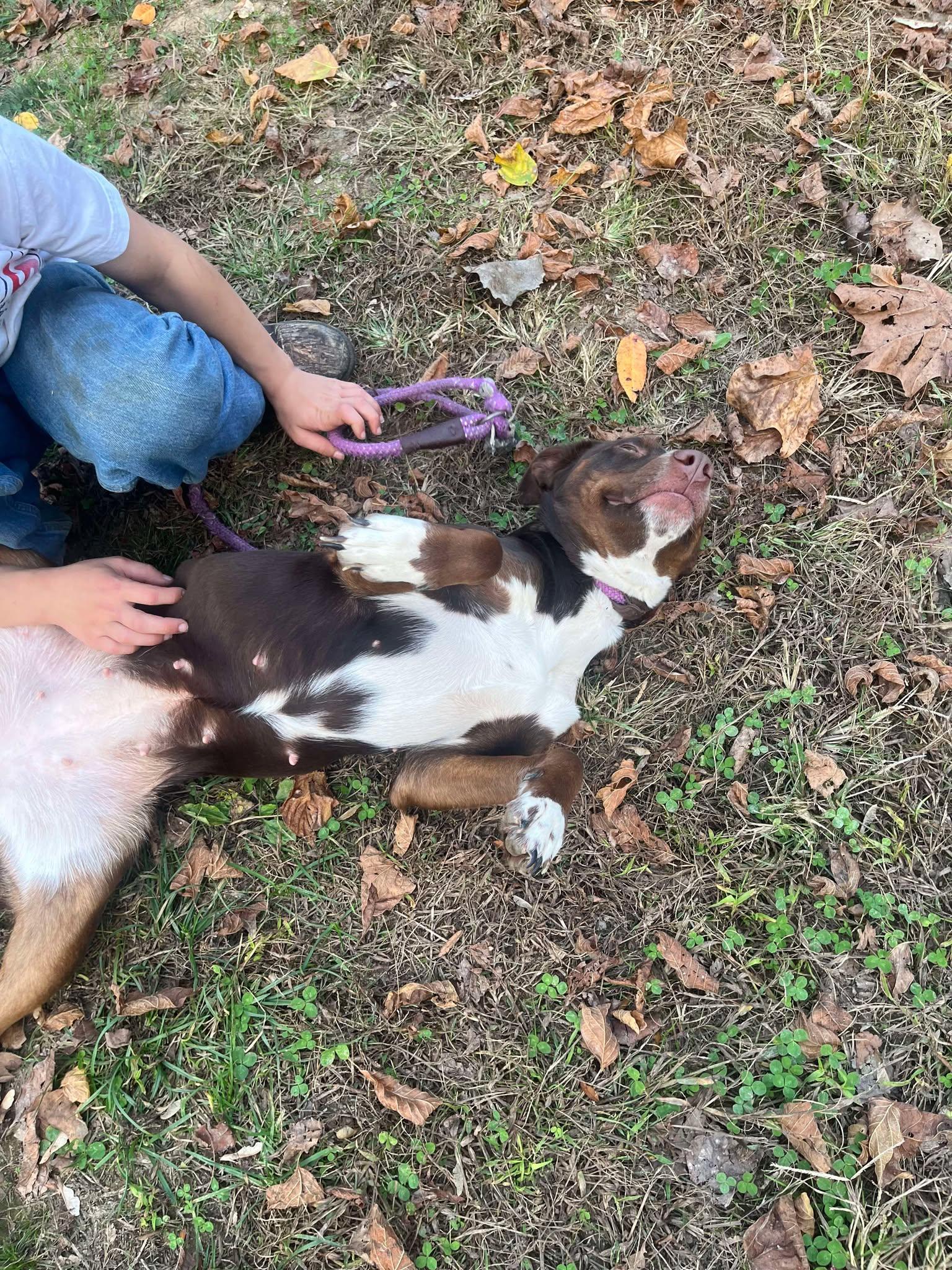 Lilly, Adoptable, Young Female Australian Shepherd & Pit Bull Terrier.