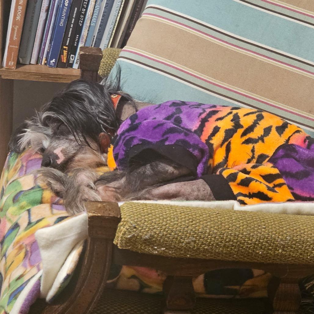 Enlarge Brad, a Adoptable Chinese Crested Dog in Parkton, MD image 1/4