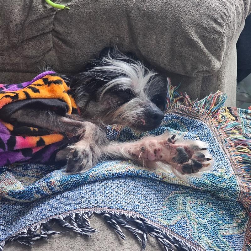 Enlarge Brad, a Adoptable Chinese Crested Dog in Parkton, MD image 2/4