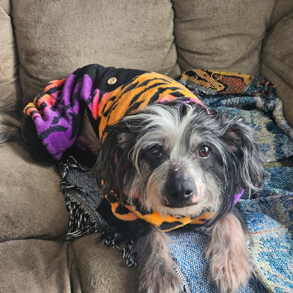 Brad, Adoptable, Senior Male Chinese Crested Dog.