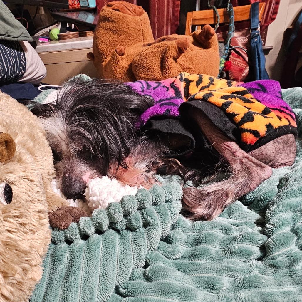 Enlarge Brad, a Adoptable Chinese Crested Dog in Parkton, MD image 4/4