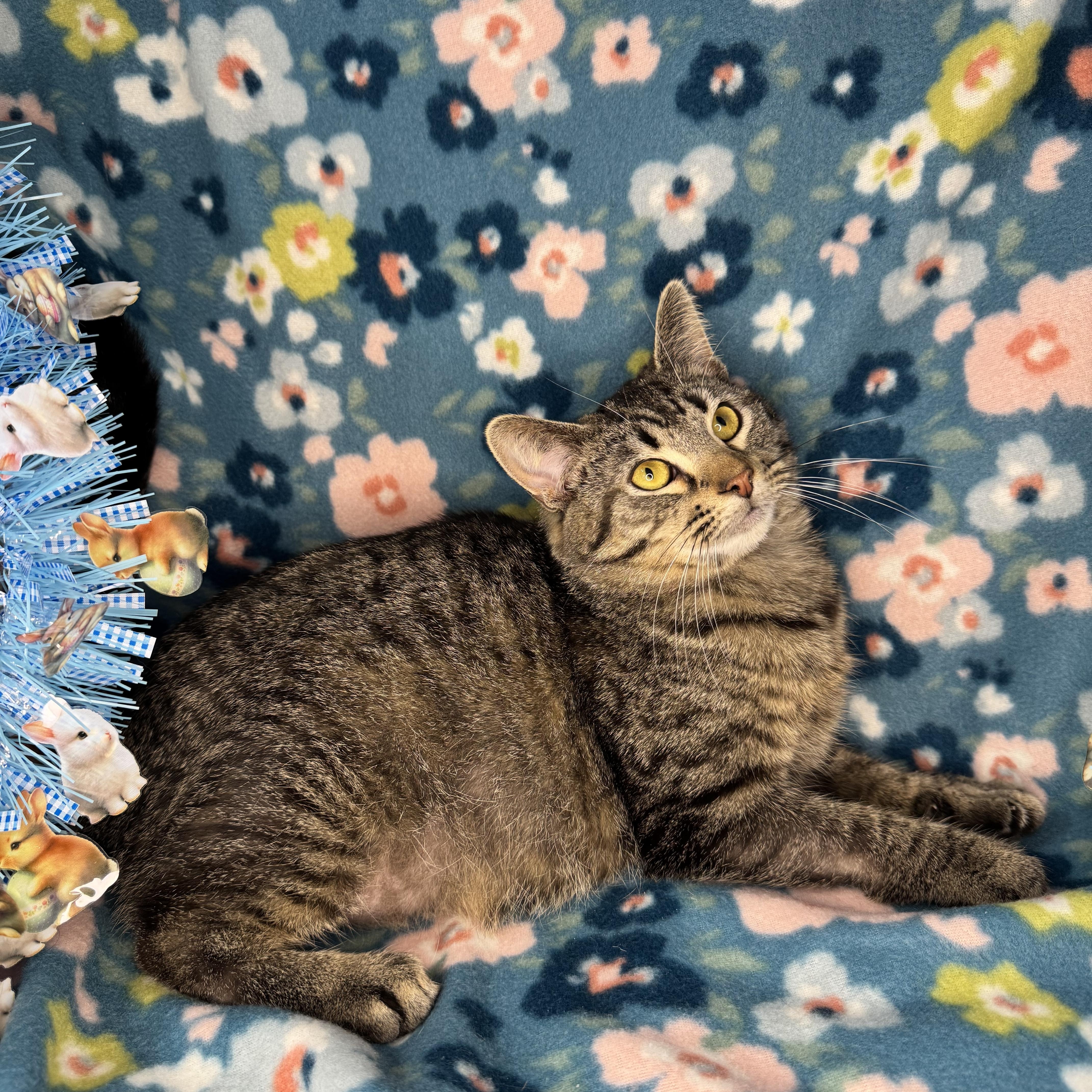 Enlarge Spearmint, a ADOPTABLE mixed breed in Mount Vernon, IL image 5/6