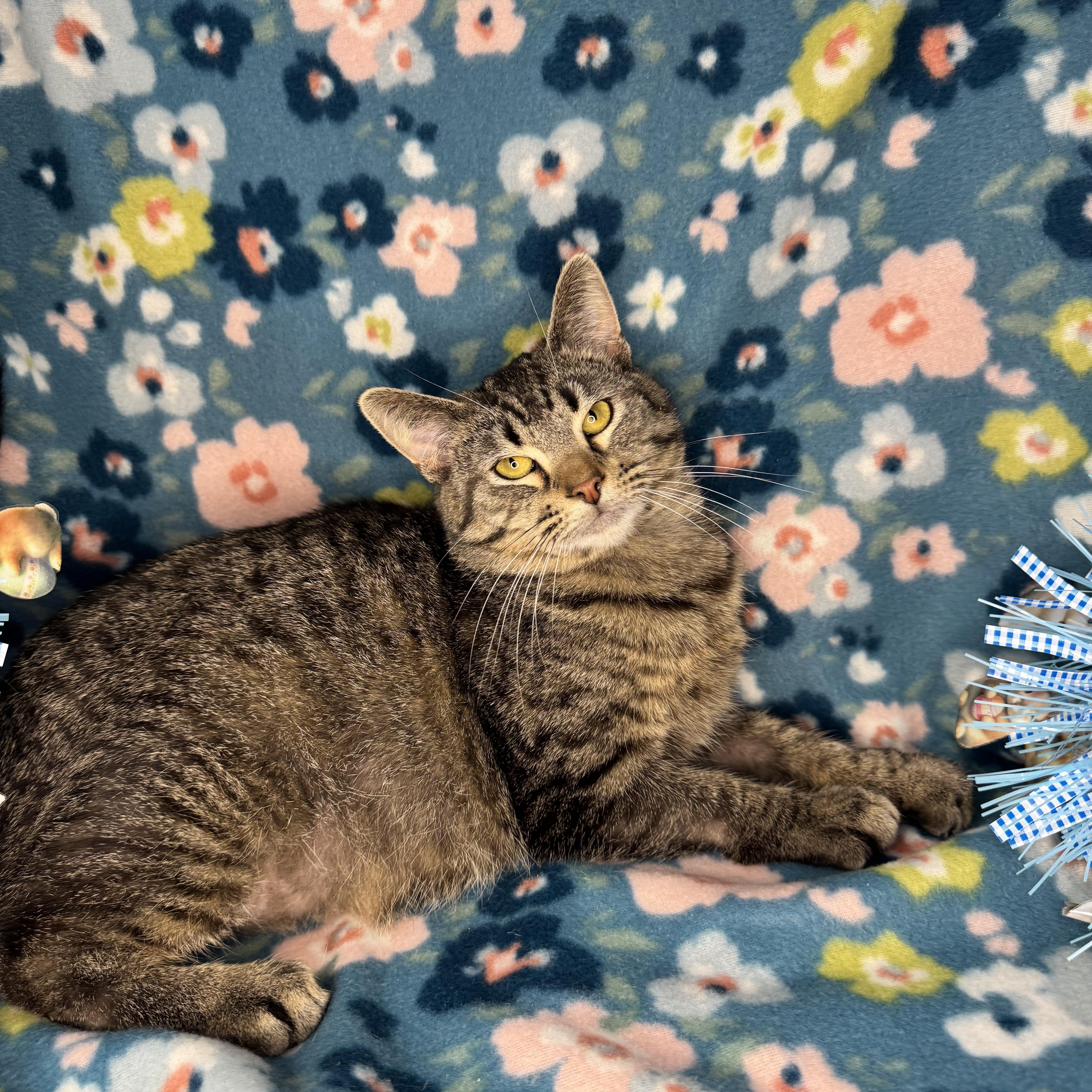 Enlarge Spearmint, a ADOPTABLE mixed breed in Mount Vernon, IL image 4/6