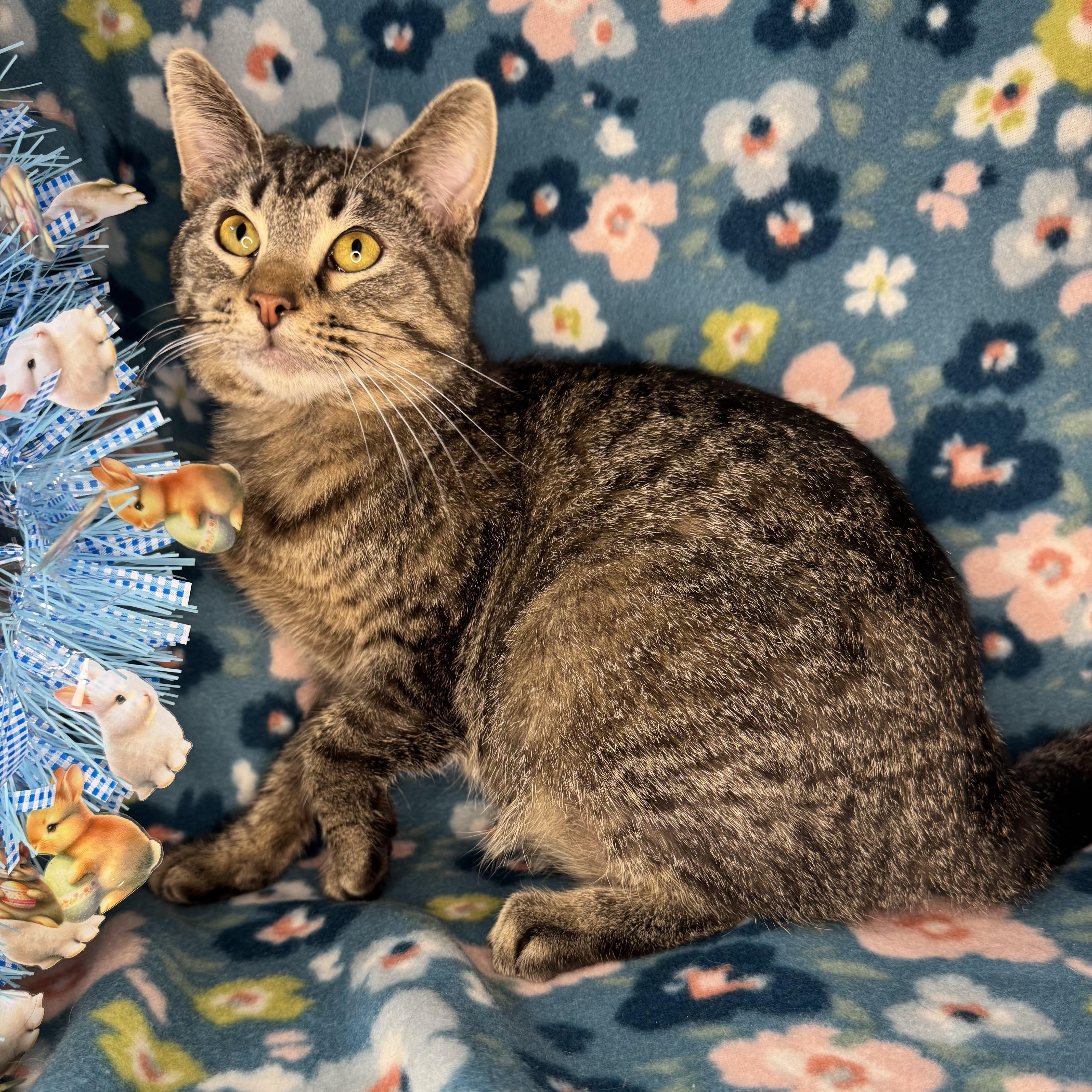 Enlarge Spearmint, a ADOPTABLE mixed breed in Mount Vernon, IL image 2/6