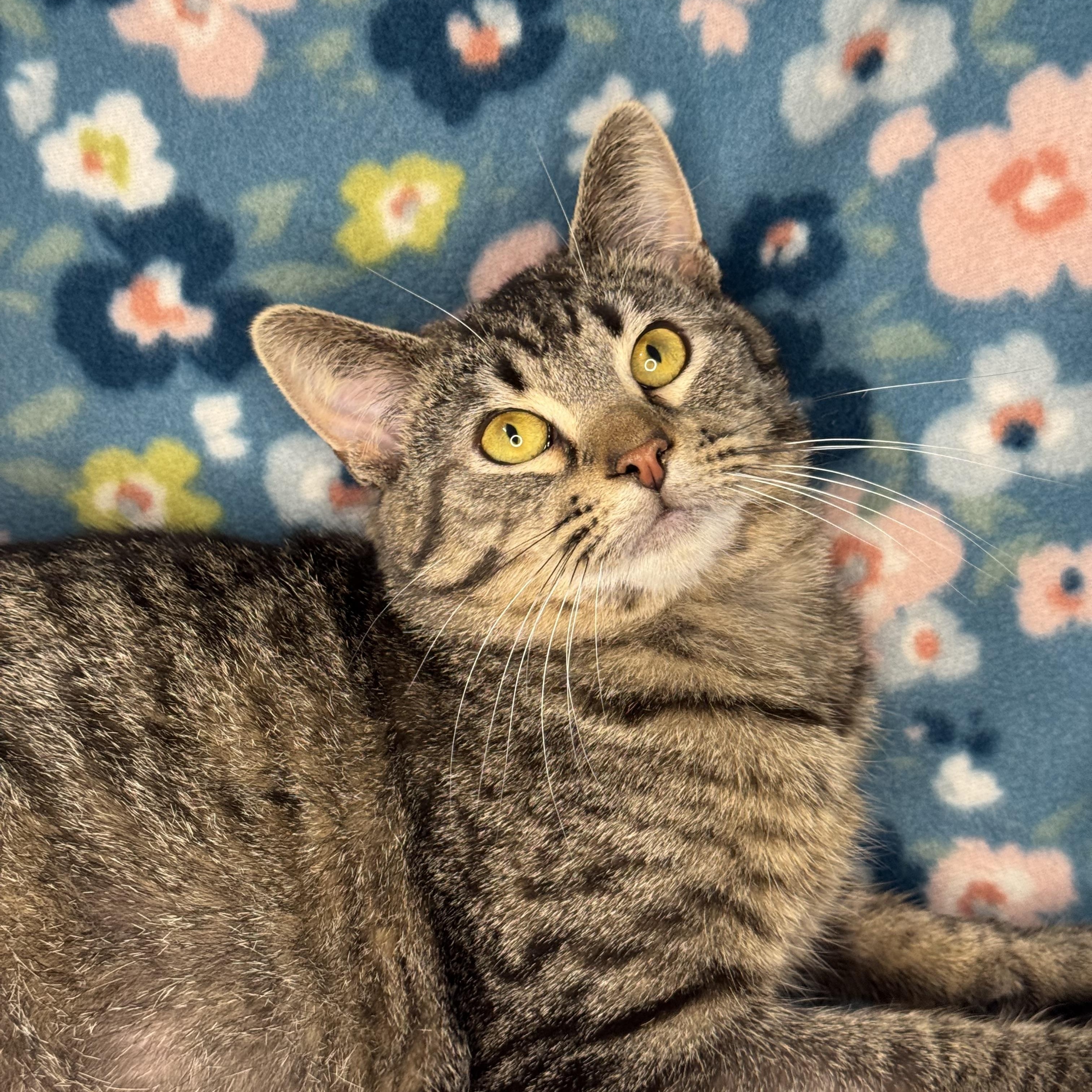 Spearmint, ADOPTABLE, Young Male American Shorthair & Tabby.