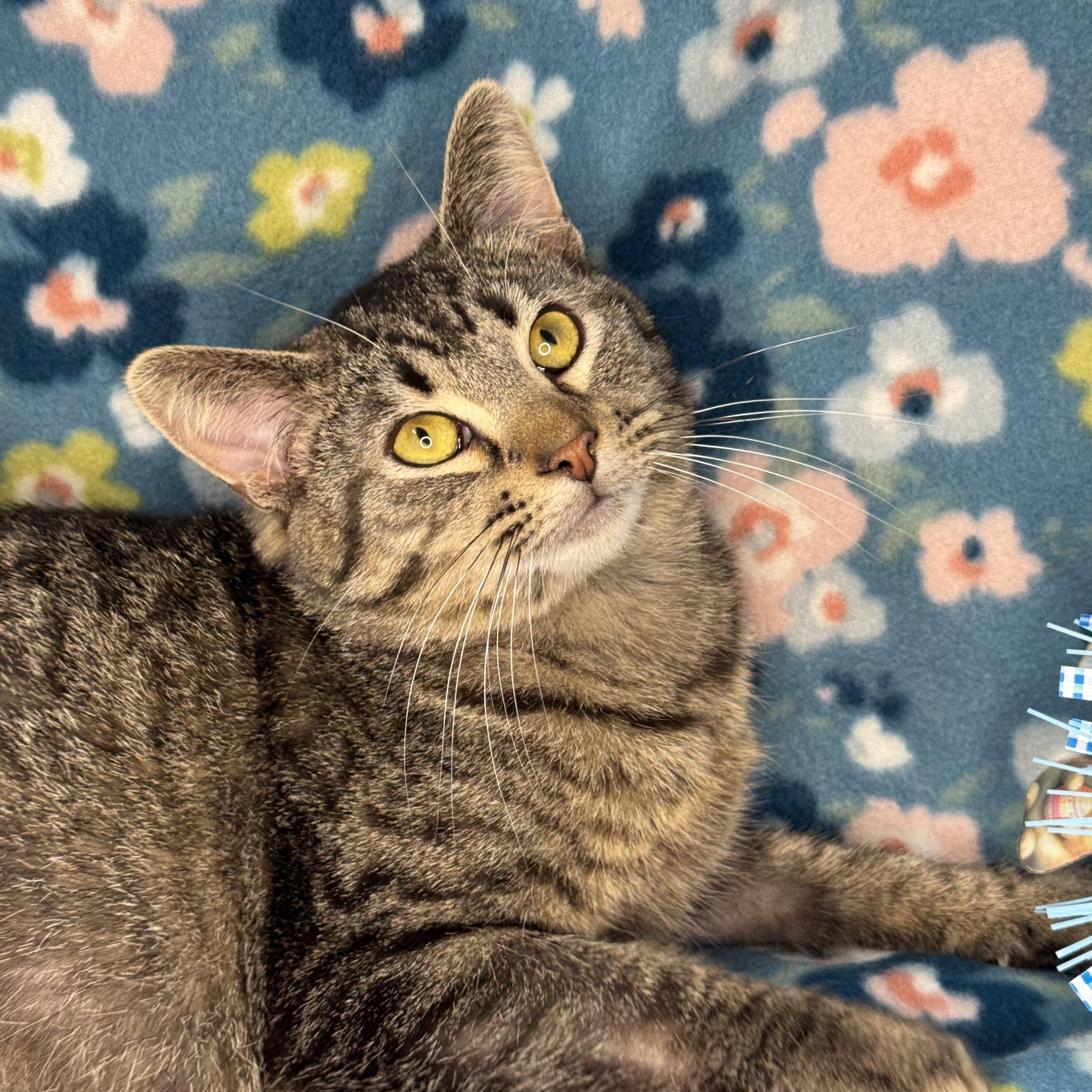 Enlarge Spearmint, a ADOPTABLE mixed breed in Mount Vernon, IL image 6/6