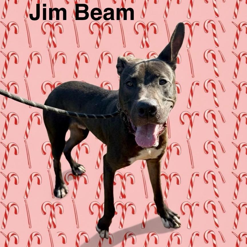 Jim Beam, a Adoptable mixed breed in Palestine, TX image 2/5