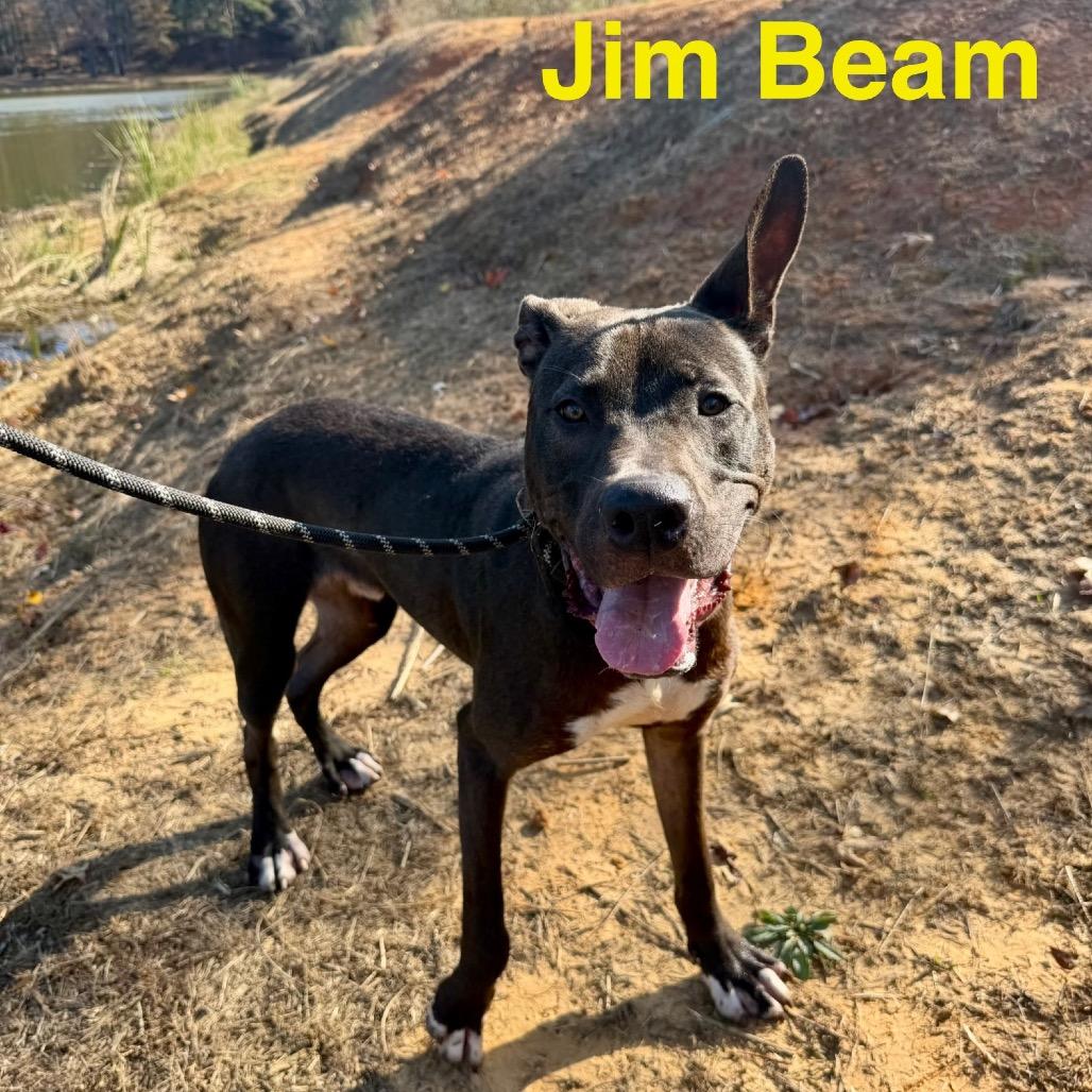 Jim Beam, a Adoptable mixed breed in Palestine, TX image 3/6