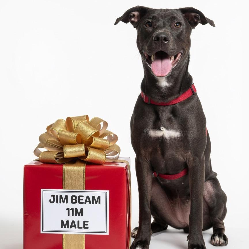 Jim Beam, a Adoptable mixed breed in Palestine, TX image 5/5