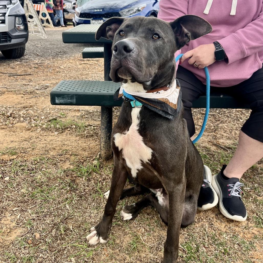 Enlarge Jim Beam, a Adoptable mixed breed in Palestine, TX image 6/6