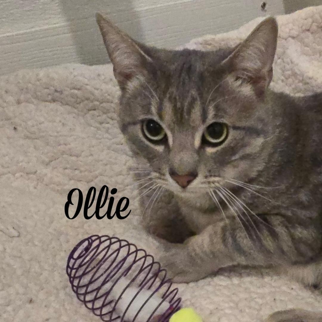Enlarge Ollie, a Adoptable Domestic Short Hair in Naugatuck, CT image 1/3