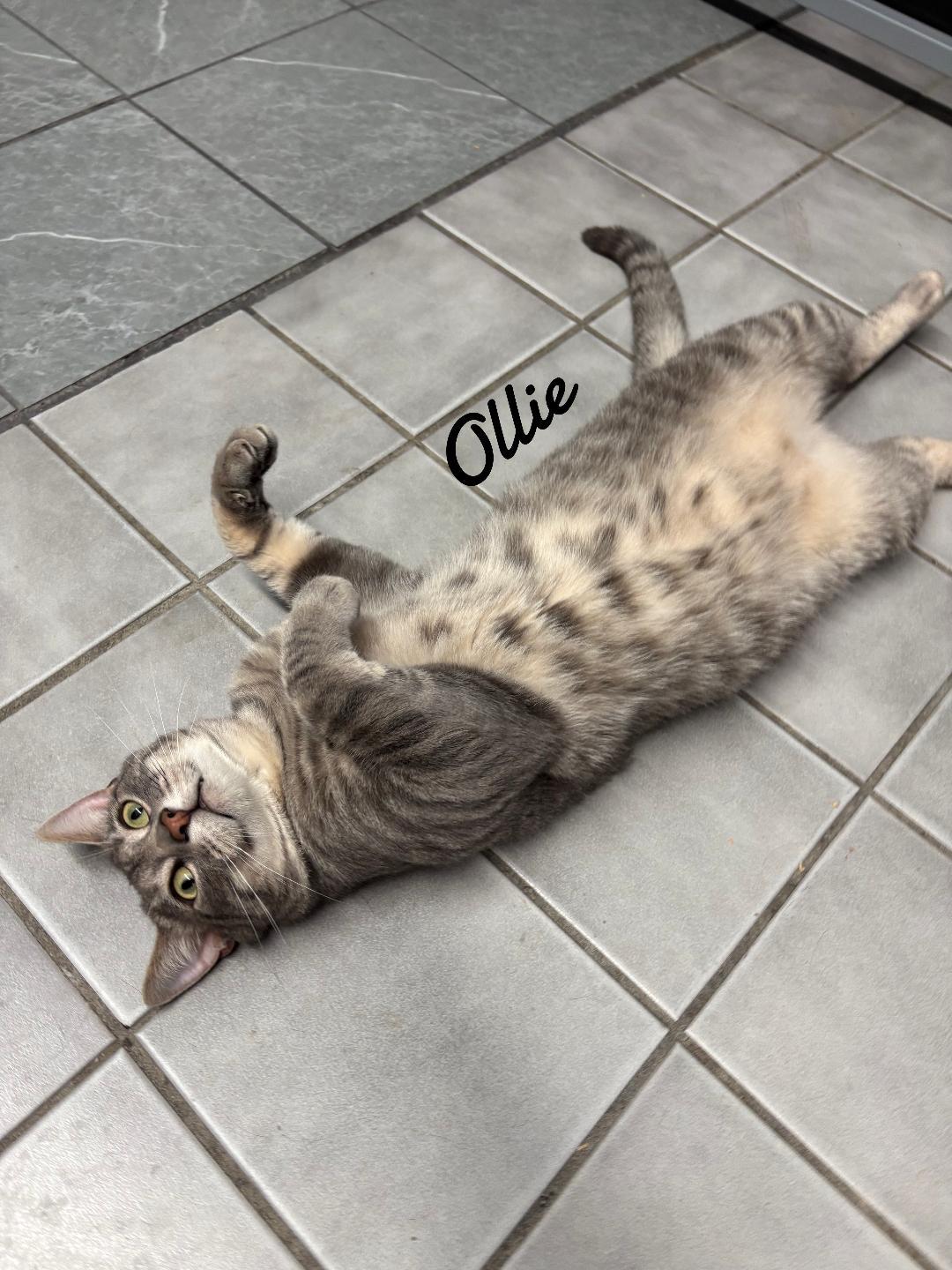 Enlarge Ollie, a Adoptable Domestic Short Hair in Naugatuck, CT image 2/3