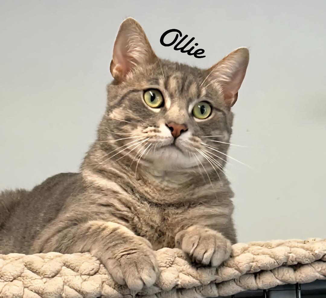 Enlarge Ollie, a Adoptable Domestic Short Hair in Naugatuck, CT image 3/3
