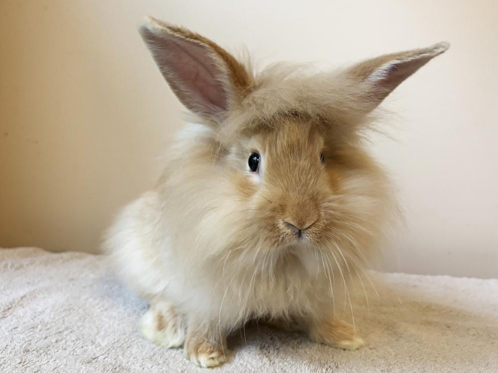 Toad, Adoptable, Young Male Lionhead & Flemish Giant.