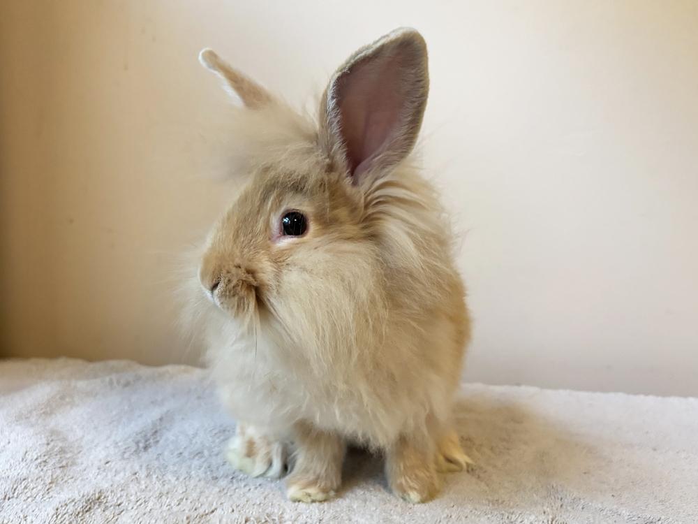 Enlarge Toad, a Adoptable mixed breed in Westford, MA image 4/6