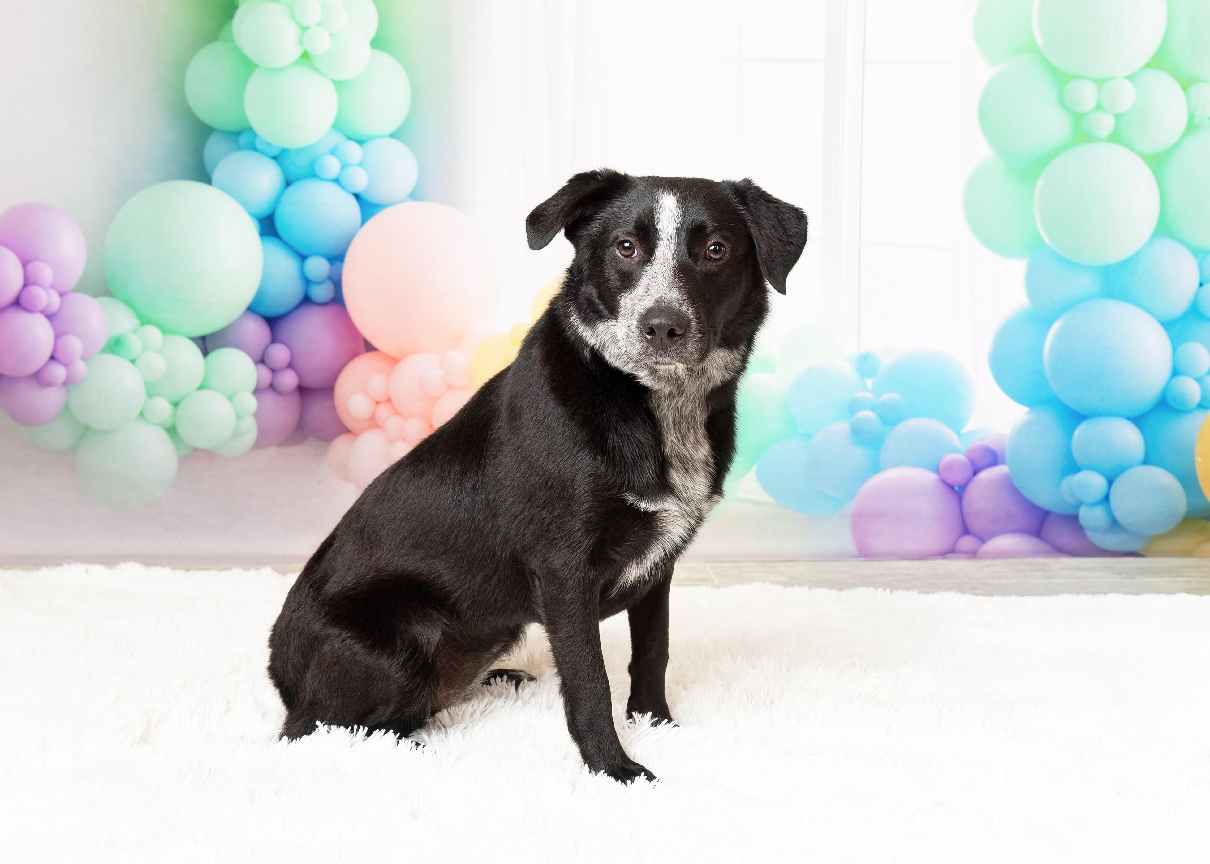 Enlarge Ember, a Adoptable Australian Cattle Dog / Blue Heeler in Denton, TX image 1/5