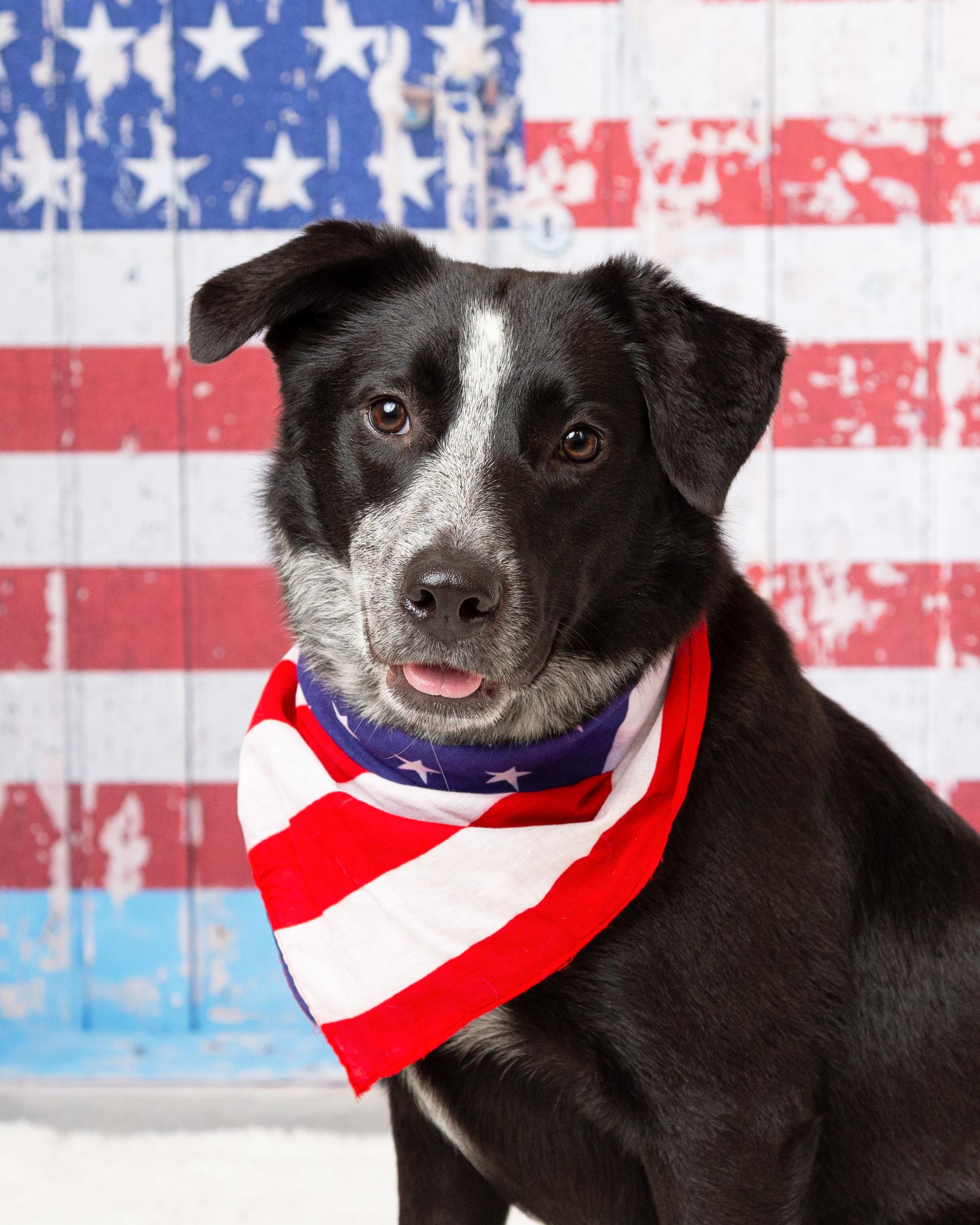 Enlarge Ember, a Adoptable Australian Cattle Dog / Blue Heeler in Denton, TX image 2/5