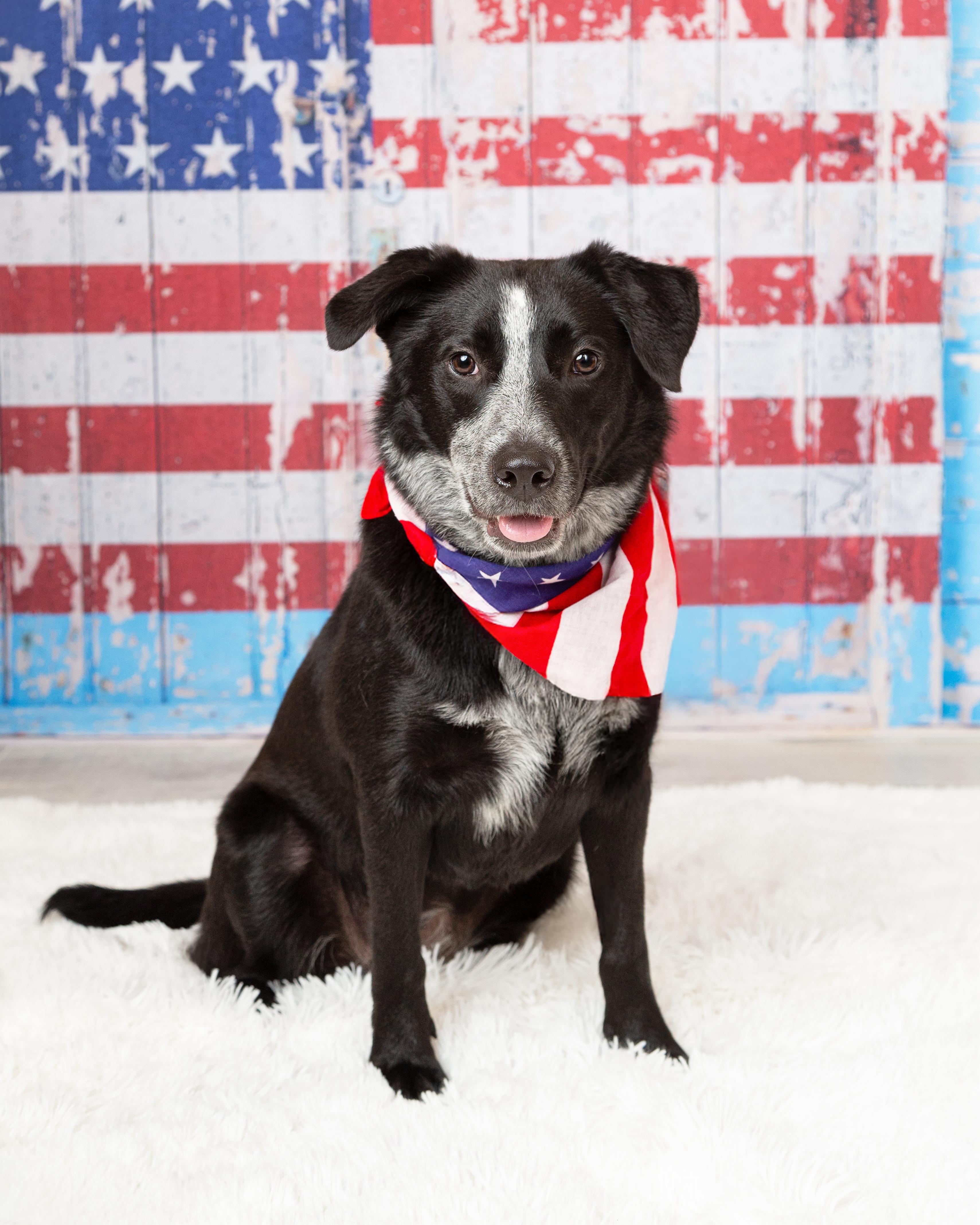 Enlarge Ember, a Adoptable Australian Cattle Dog / Blue Heeler in Denton, TX image 3/5