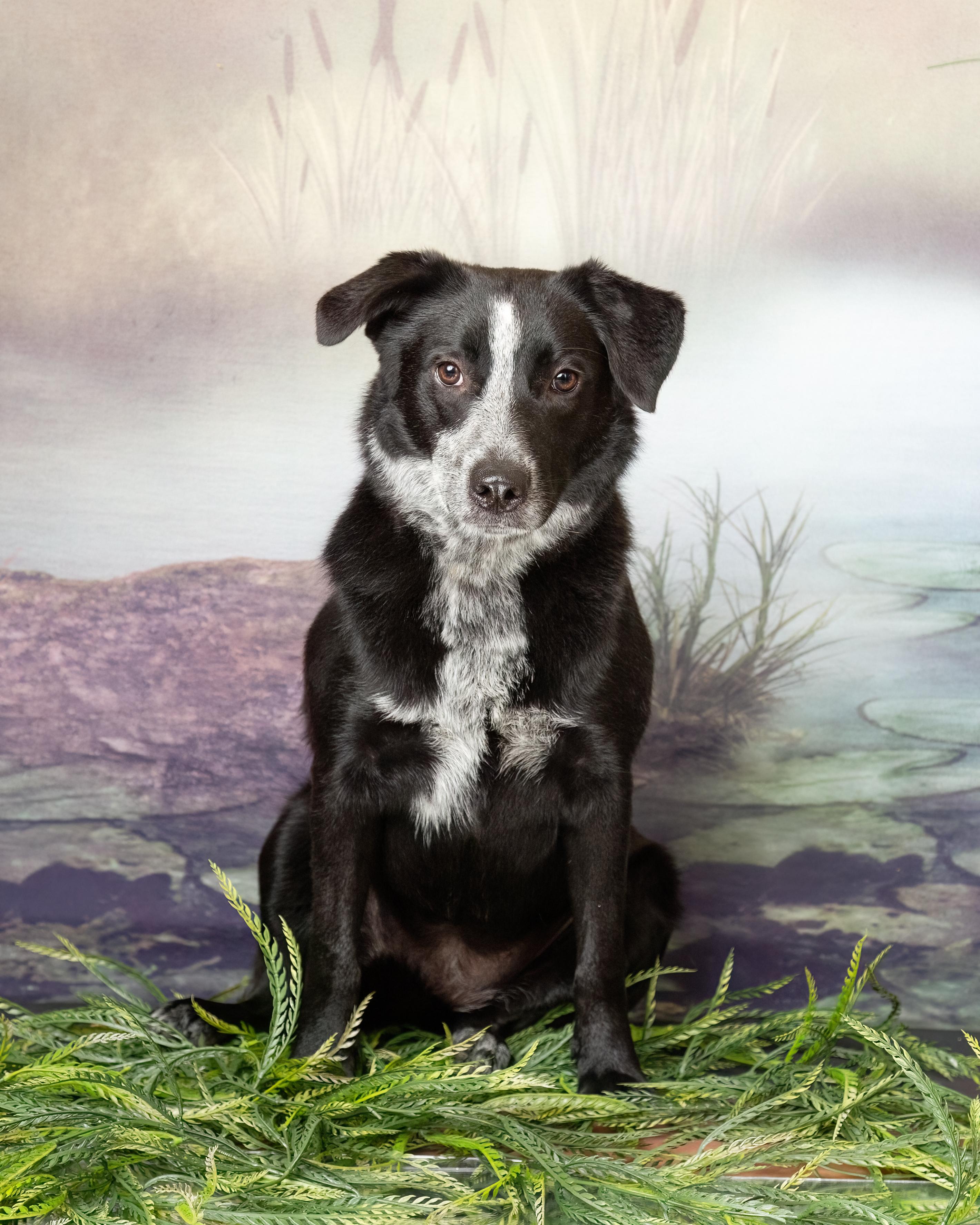 Enlarge Ember, a Adoptable Australian Cattle Dog / Blue Heeler in Denton, TX image 4/5