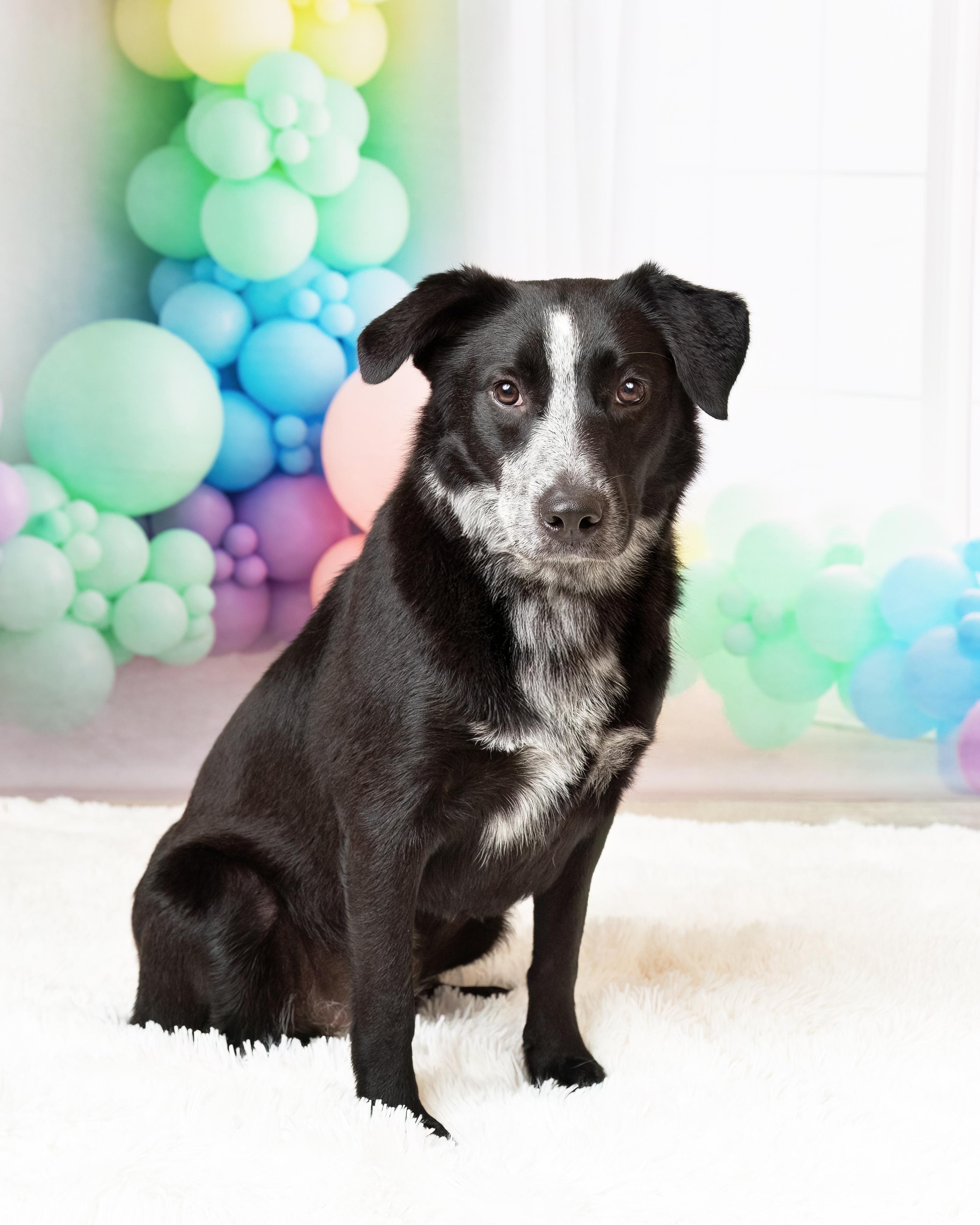 Enlarge Ember, a Adoptable Australian Cattle Dog / Blue Heeler in Denton, TX image 5/5