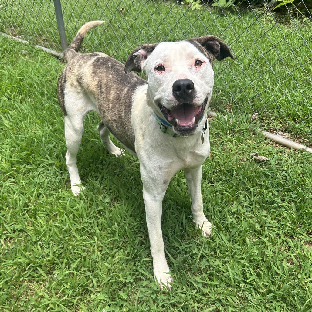 Sylvester, Adoptable, Adult Male Mixed Breed.