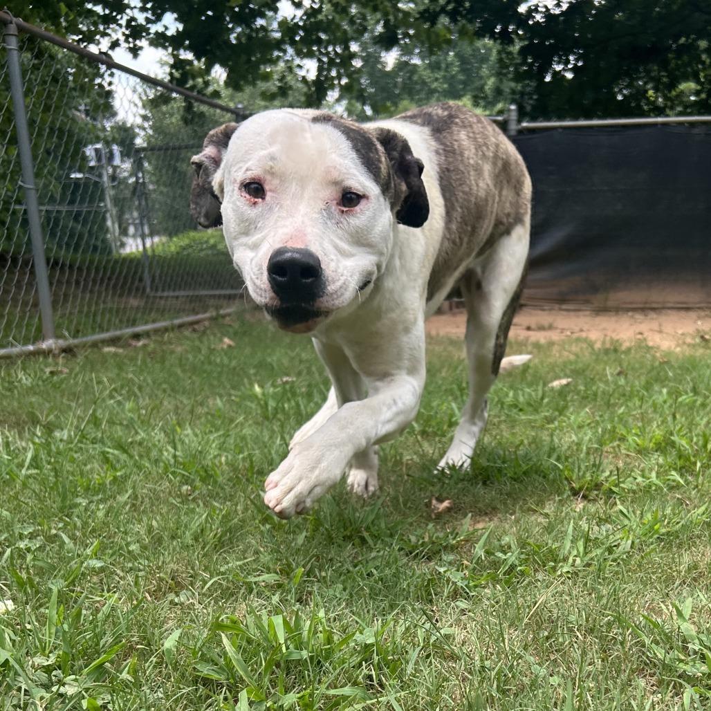 Enlarge Sylvester, a Adoptable Mixed Breed in Auburn, AL image 2/6