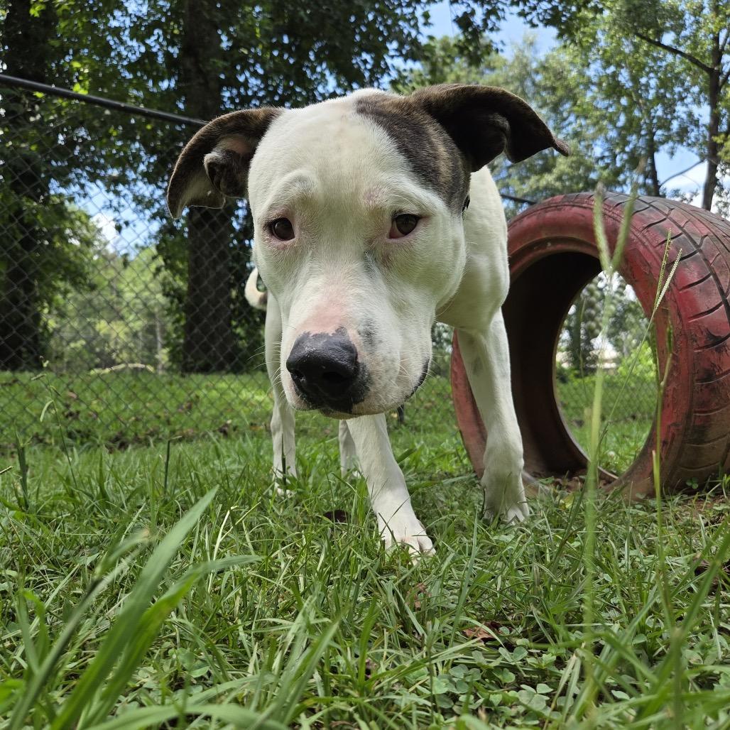 Enlarge Sylvester, a Adoptable Mixed Breed in Auburn, AL image 3/6