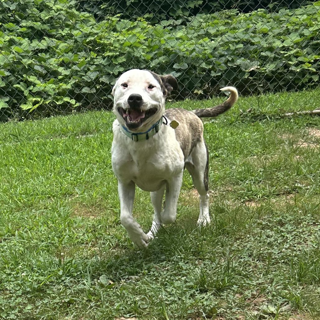 Enlarge Sylvester, a Adoptable Mixed Breed in Auburn, AL image 4/6
