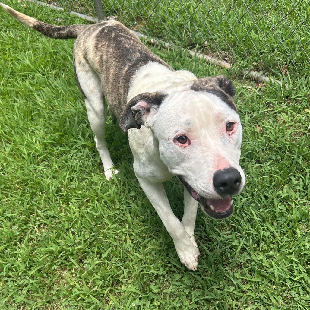 Enlarge Sylvester, a Adoptable Mixed Breed in Auburn, AL image 5/6