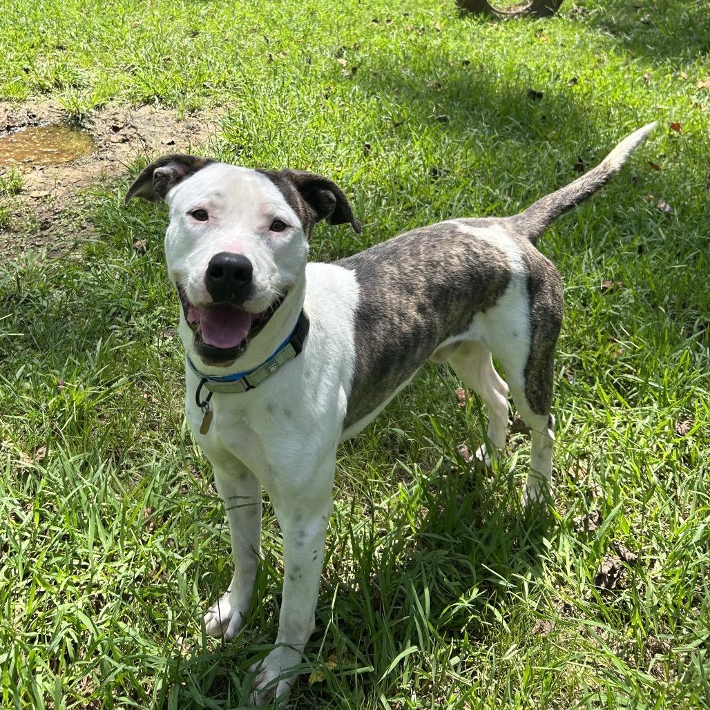 Enlarge Sylvester, a Adoptable Mixed Breed in Auburn, AL image 6/6