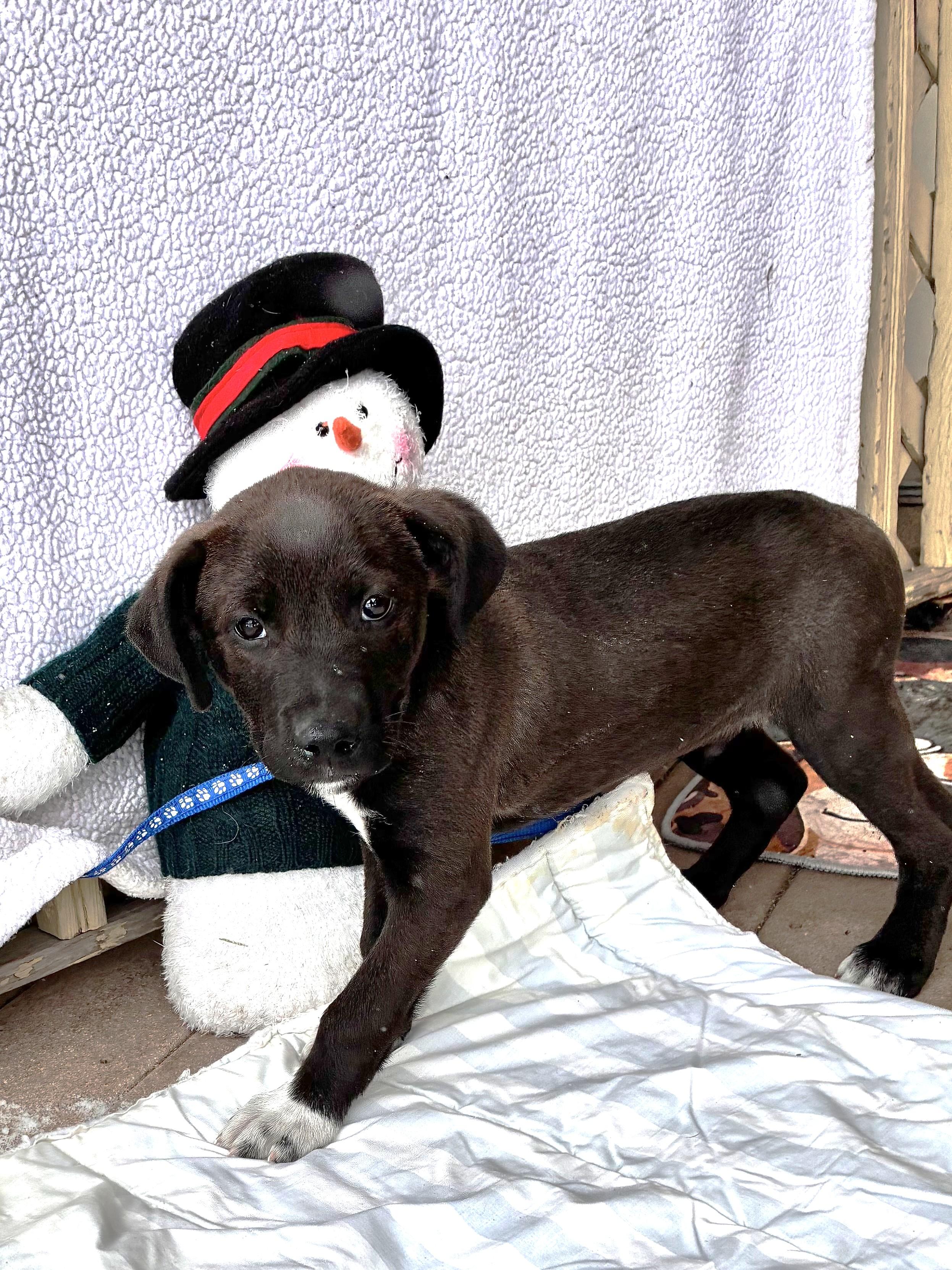 Enlarge Brando, a Adoptable mixed breed in West Chicago, IL image 3/3