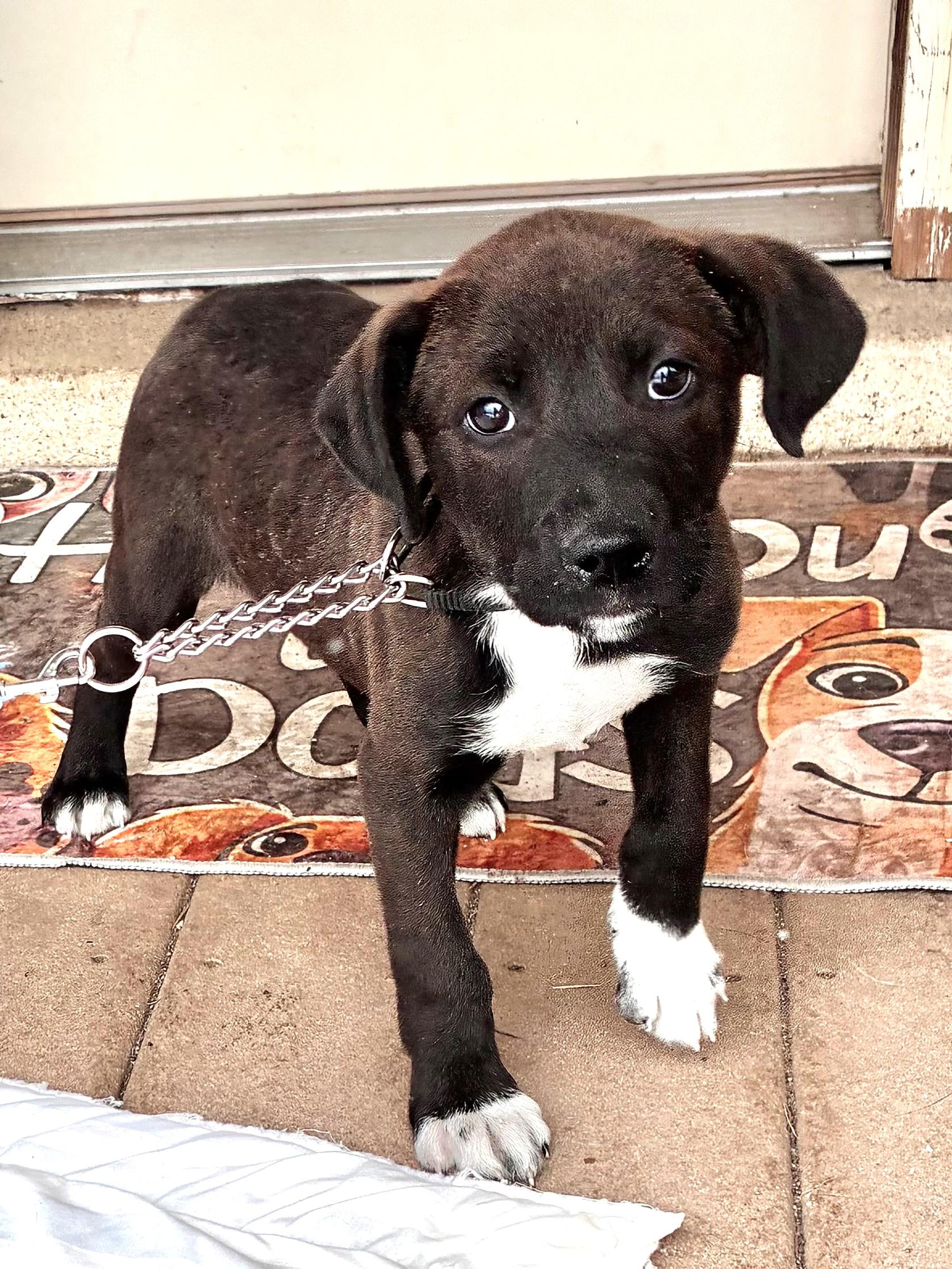 Enlarge Brando, a Adoptable mixed breed in West Chicago, IL image 1/3