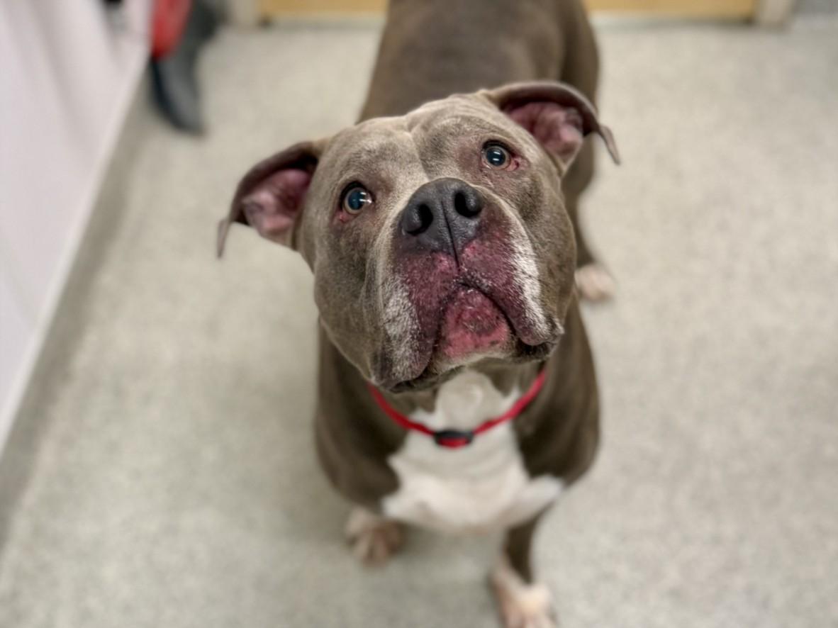 BUMBLEBEE, Adoptable, Adult Male American Staffordshire Terrier & Mixed Breed.