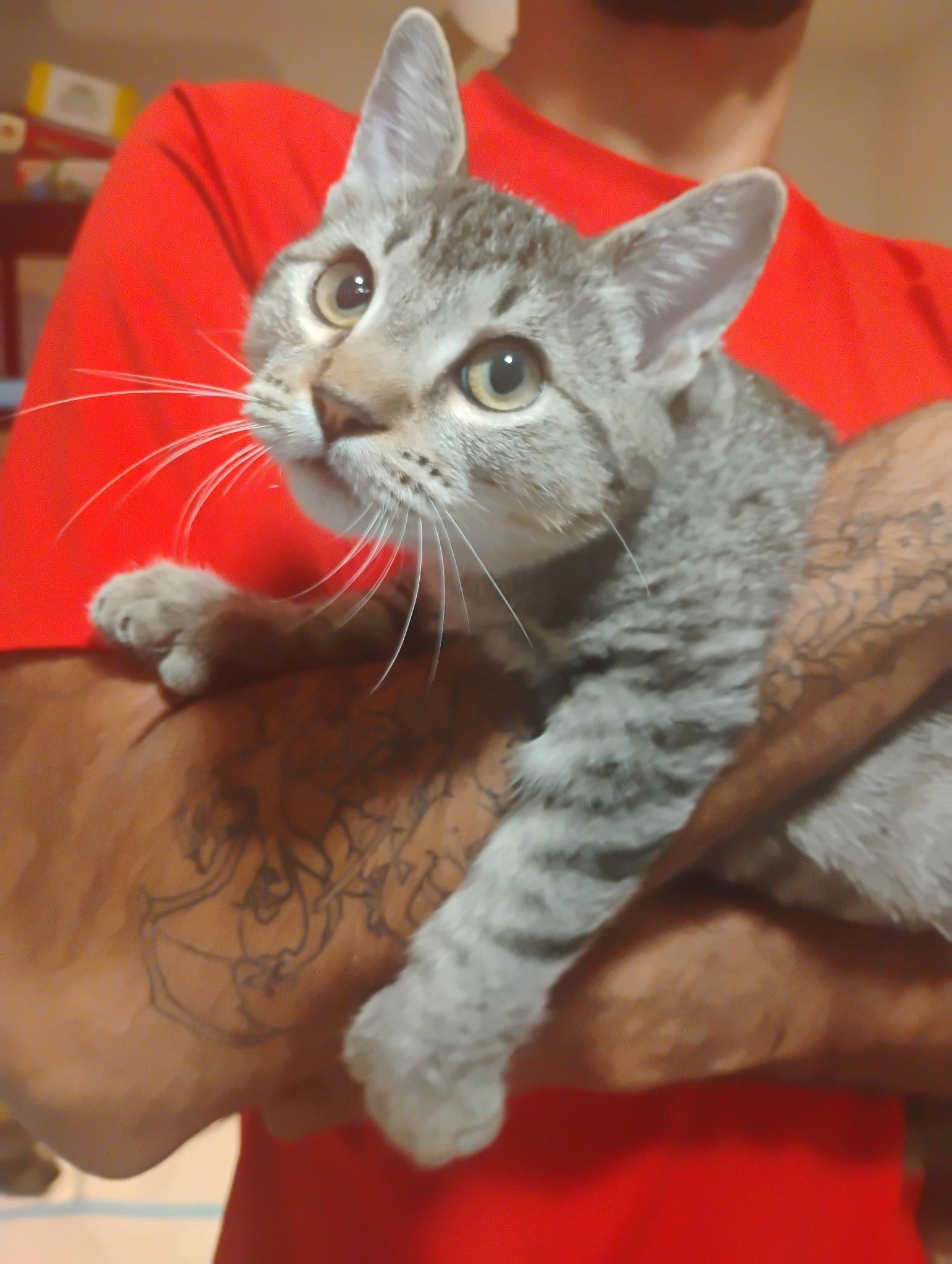 Enlarge Berri aka Bear ( Kat), a Adoptable Tabby in Vallejo, CA image 1/3