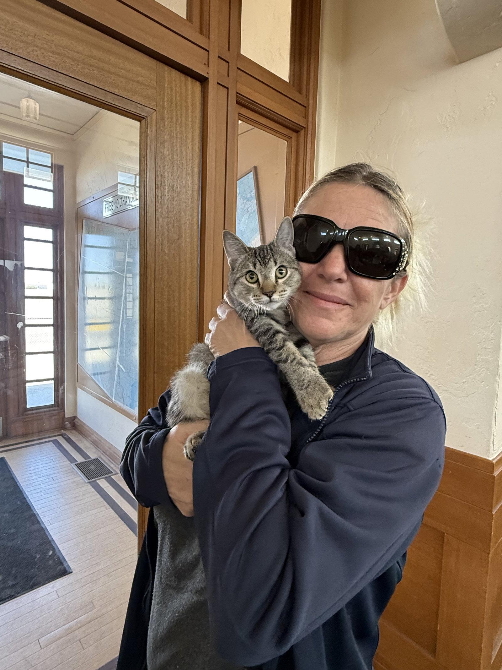 Enlarge Berri aka Bear ( Kat), a Adoptable Tabby in Vallejo, CA image 2/3