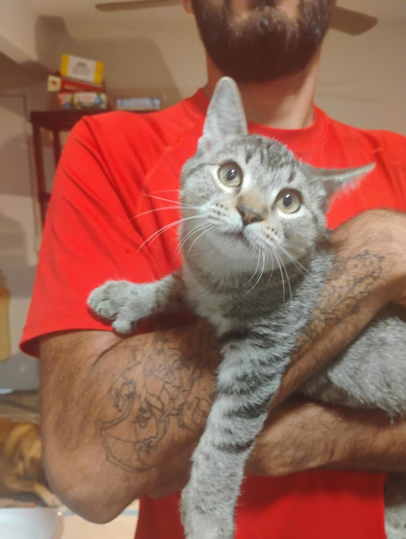 Enlarge Berri aka Bear ( Kat), a Adoptable Tabby in Vallejo, CA image 3/3