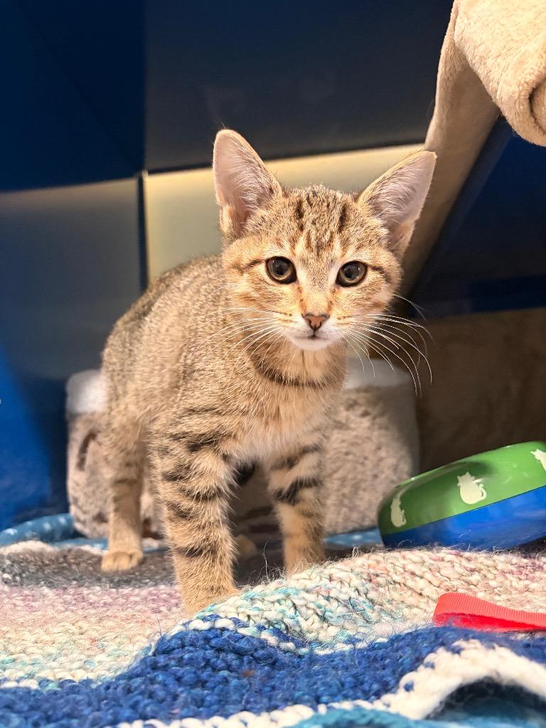 2 Topaz, Adoptable, Kitten Male Domestic Short Hair.