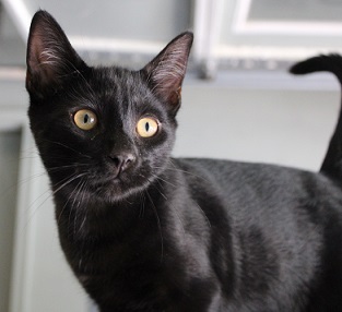 Walter (handsome, affectionate boy who loves to play with the other kittens), a Adoptable Domestic Short Hair in Southern Pines, NC image 3/6