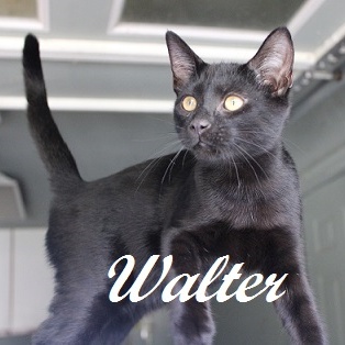Walter (handsome, affectionate boy who loves to play with the other kittens)