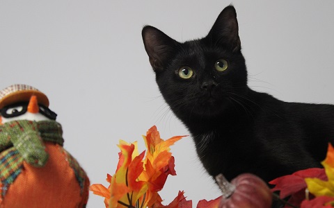 Walter (handsome, affectionate boy who loves to play with the other kittens)