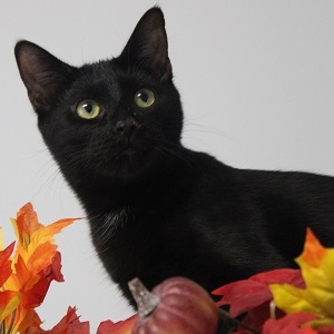 Walter (handsome, affectionate boy who loves to play with the other kittens), Adoptable, Kitten Male Domestic Short Hair.