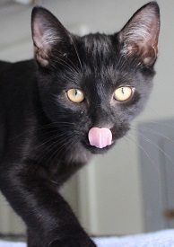 Walter (handsome, affectionate boy who loves to play with the other kittens)