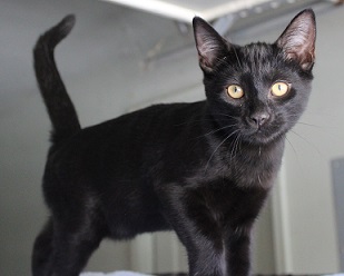 Walter (handsome, affectionate boy who loves to play with the other kittens)