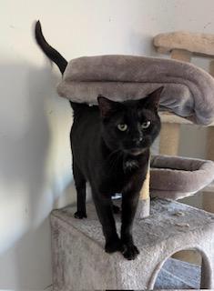 Enlarge Walter (handsome, affectionate boy who loves to play with the other kittens), an adopted Domestic Short Hair in Southern Pines, NC image 6/6